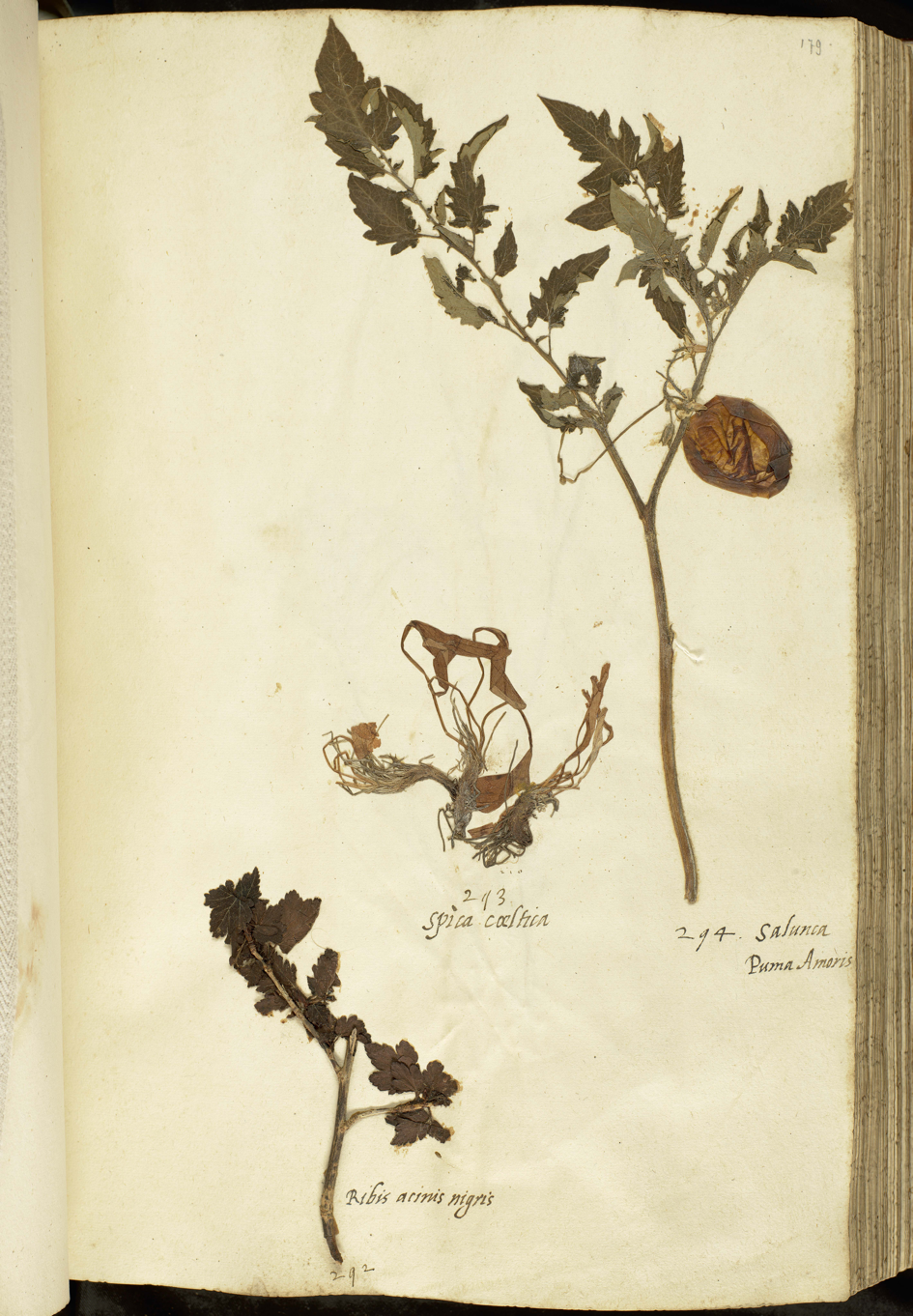 Sixteenthcentury tomatoes entered Europe in a wide range of colors and